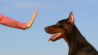 Person putting up hand in front of dog — tips for training your dog