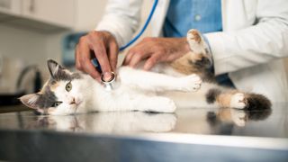 Vet checking cat