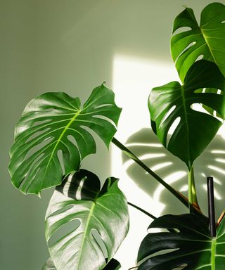 Large monstera leaves in sunshine indoors in front of green wall. The holey leaves look like they've had slivers cut out of them