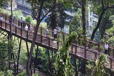 Malabar Hill's forest trail, an elevated timber walkway among trees