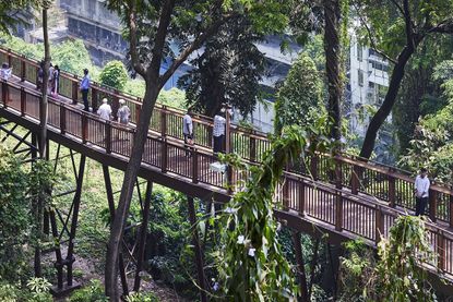 Malabar Hill's forest trail, an elevated timber walkway among trees