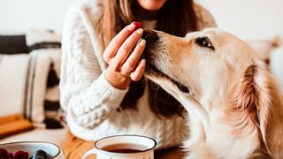 How much should I feed my dog? Dog being fed a raspberry by woman