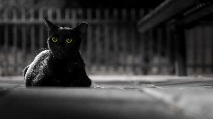 Can cats see in the dark? A black cat sat on the sidewalk at night