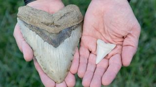 A size comparison between a megalodon tooth (left) and a great white shark tooth (right).