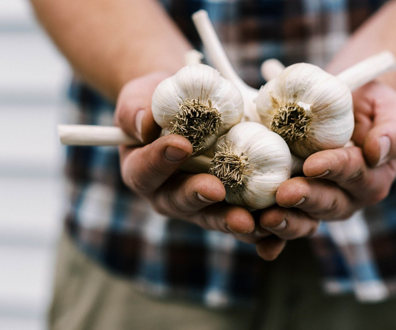 How to grow garlic indoors on a windowsill Homes & Gardens