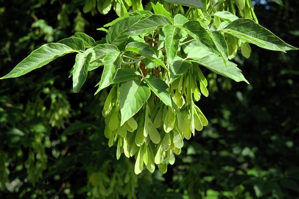 Boxelder Maple Tree Leaves