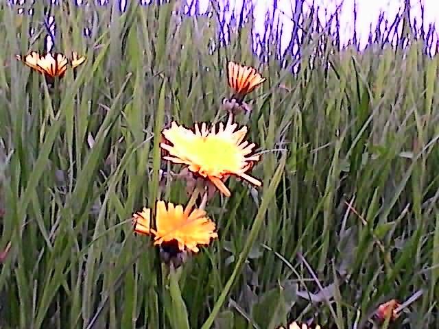 cheap drone poor quality sample image of grass and flowers