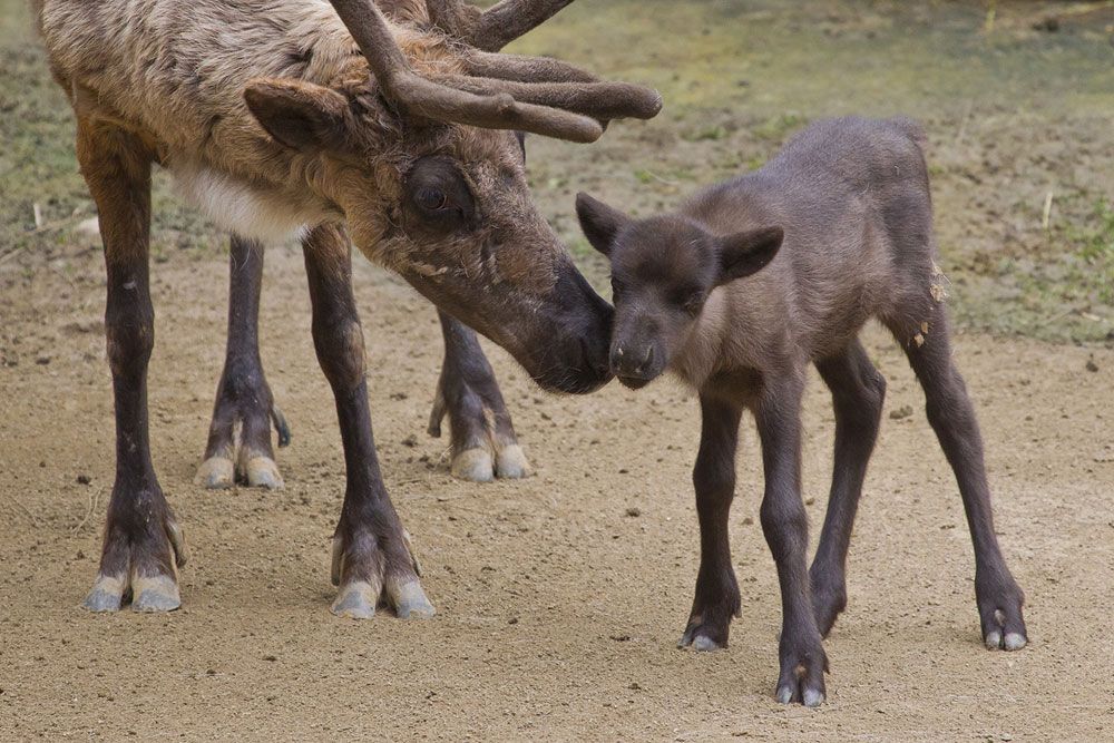 Reindeer mom and calf at San Diego Zoo