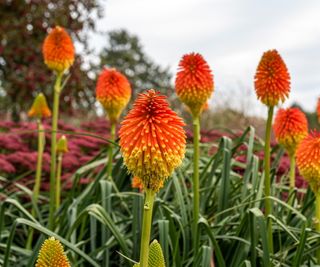 Red hot pokers