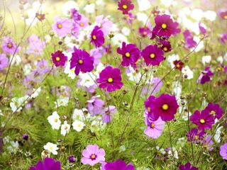 white and pink cosmos flowers
