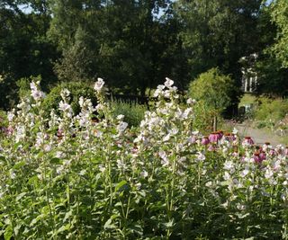 Marsh mallow plants in a sunny garden border