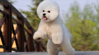 Best dogs for anxiety: Bichon Frise
