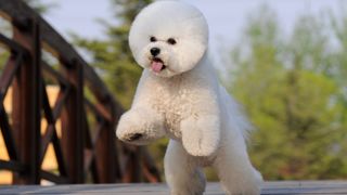 Bichon Frise facts