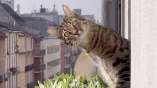 Cat looking out a window