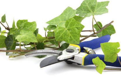 Plant Trimmers Next To Ivy Plant