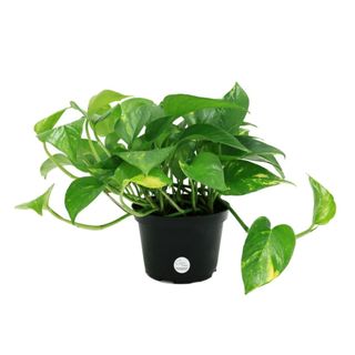 A green devil's ivy plant in a black pot