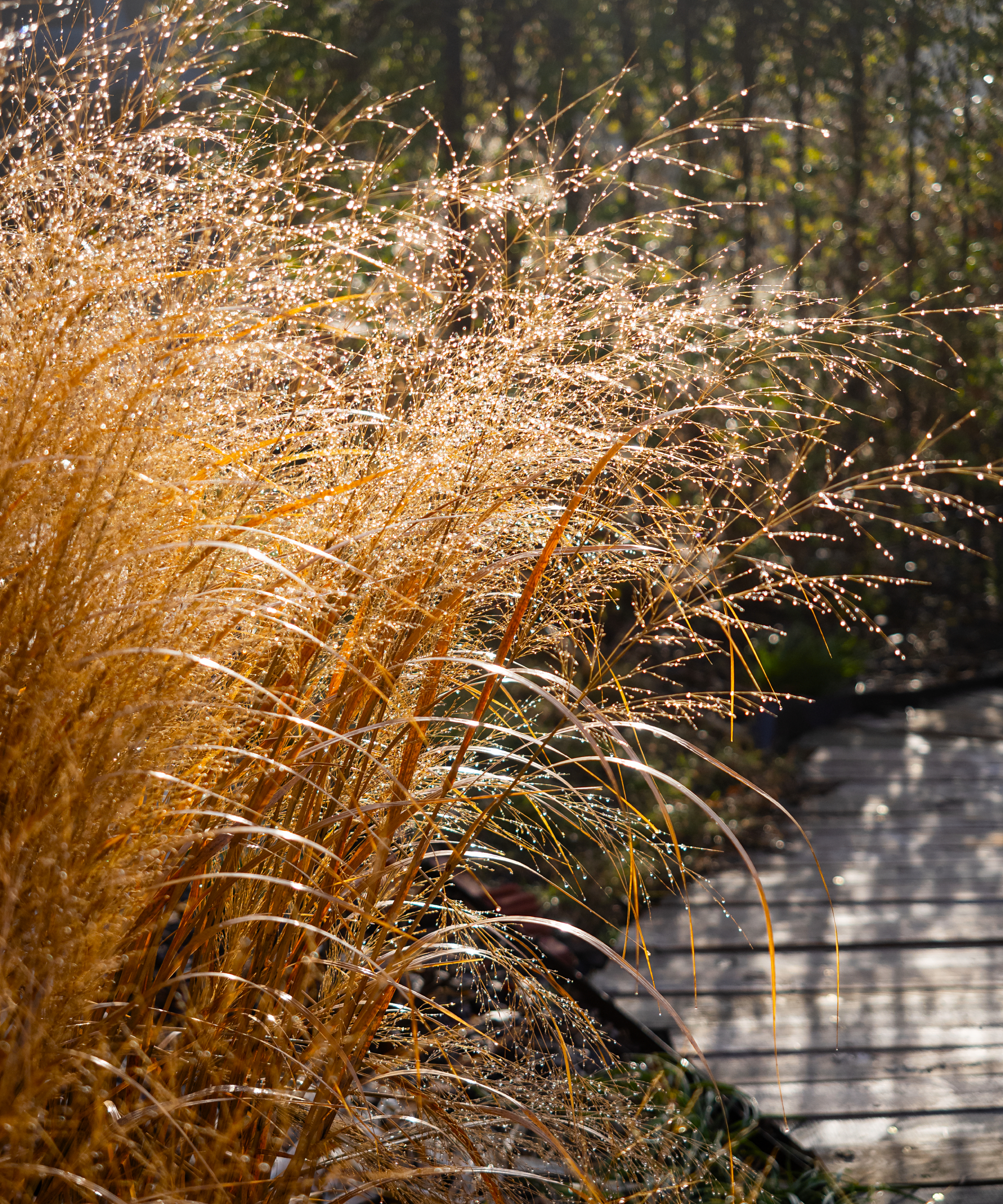 ornamental grass Panicum virgatum Northwind