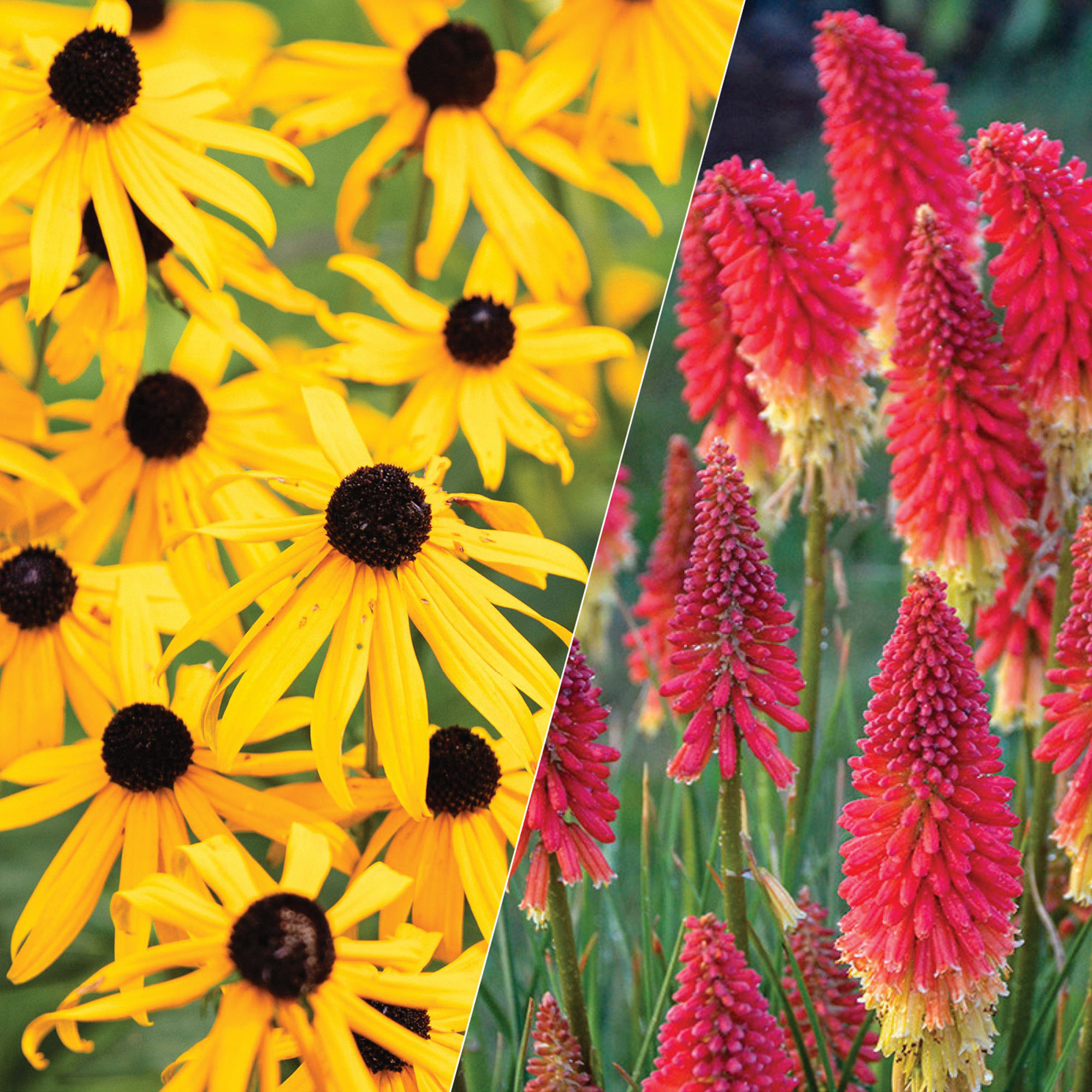 Black eyed Susan paired with red hot poker