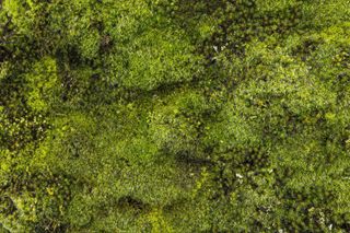 Close up of a patch of moss
