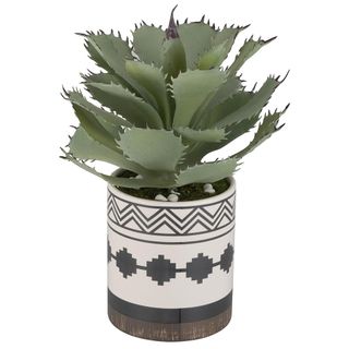 aloe vera potted plant with geometric design
