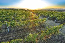 Sunset over vineyards