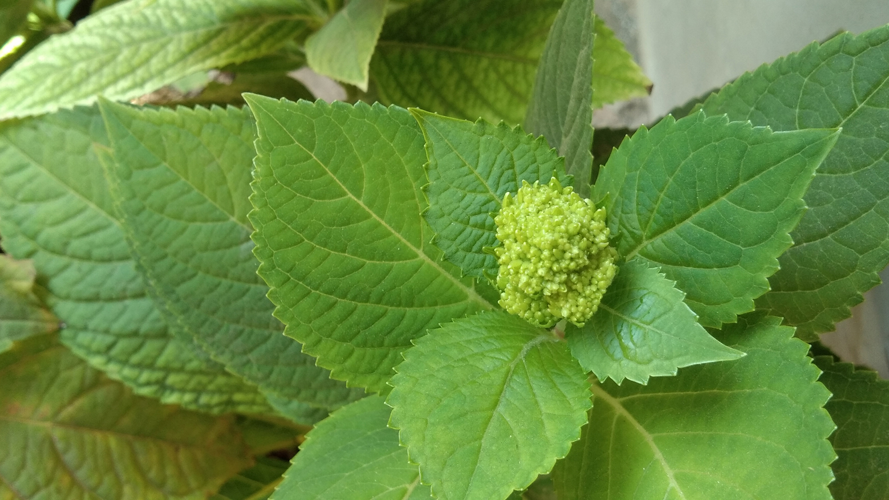 Hydrangea showing first signs of a flower