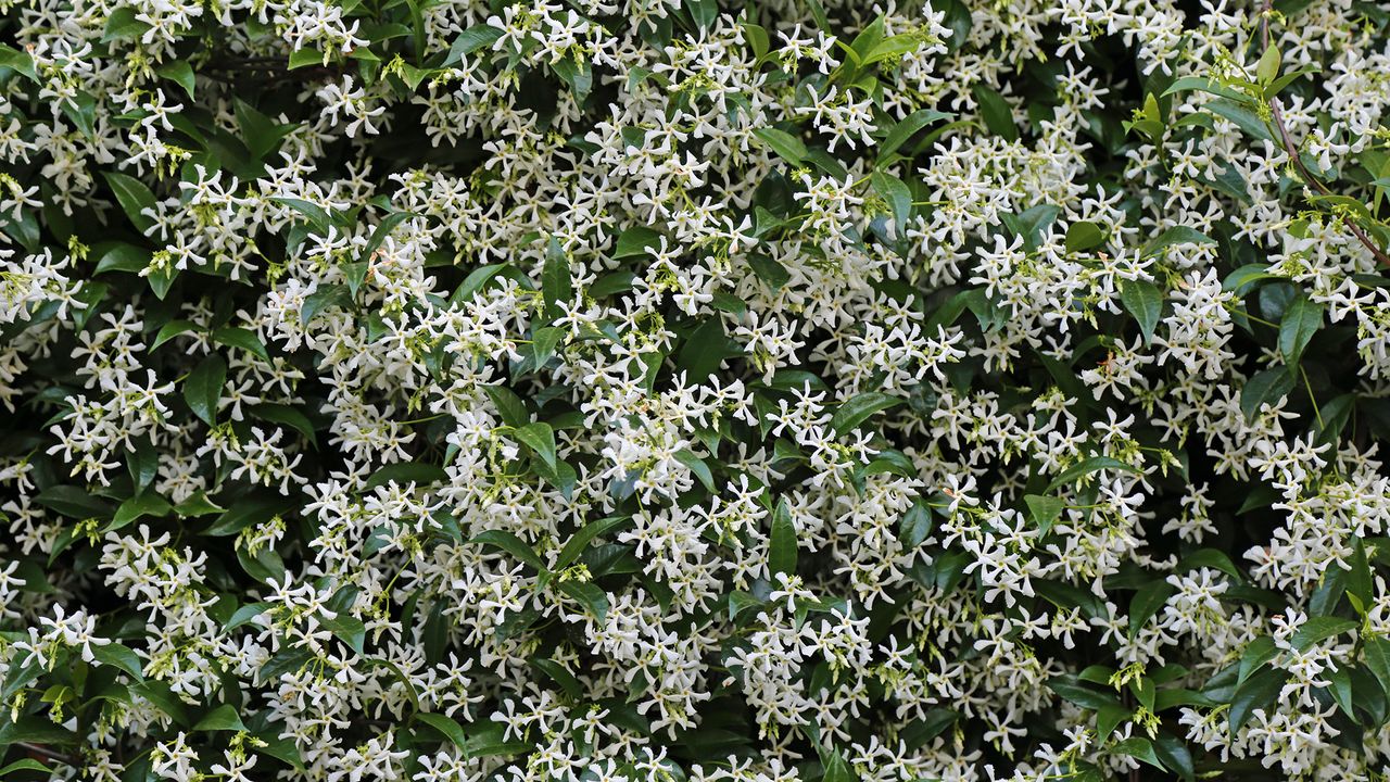 wall of star jasmine in flower