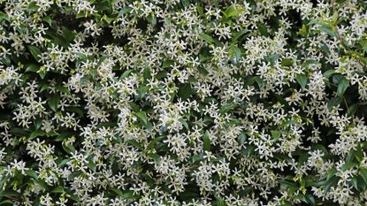 wall of star jasmine in flower