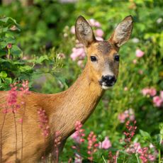 Deer in ornamental flower garden