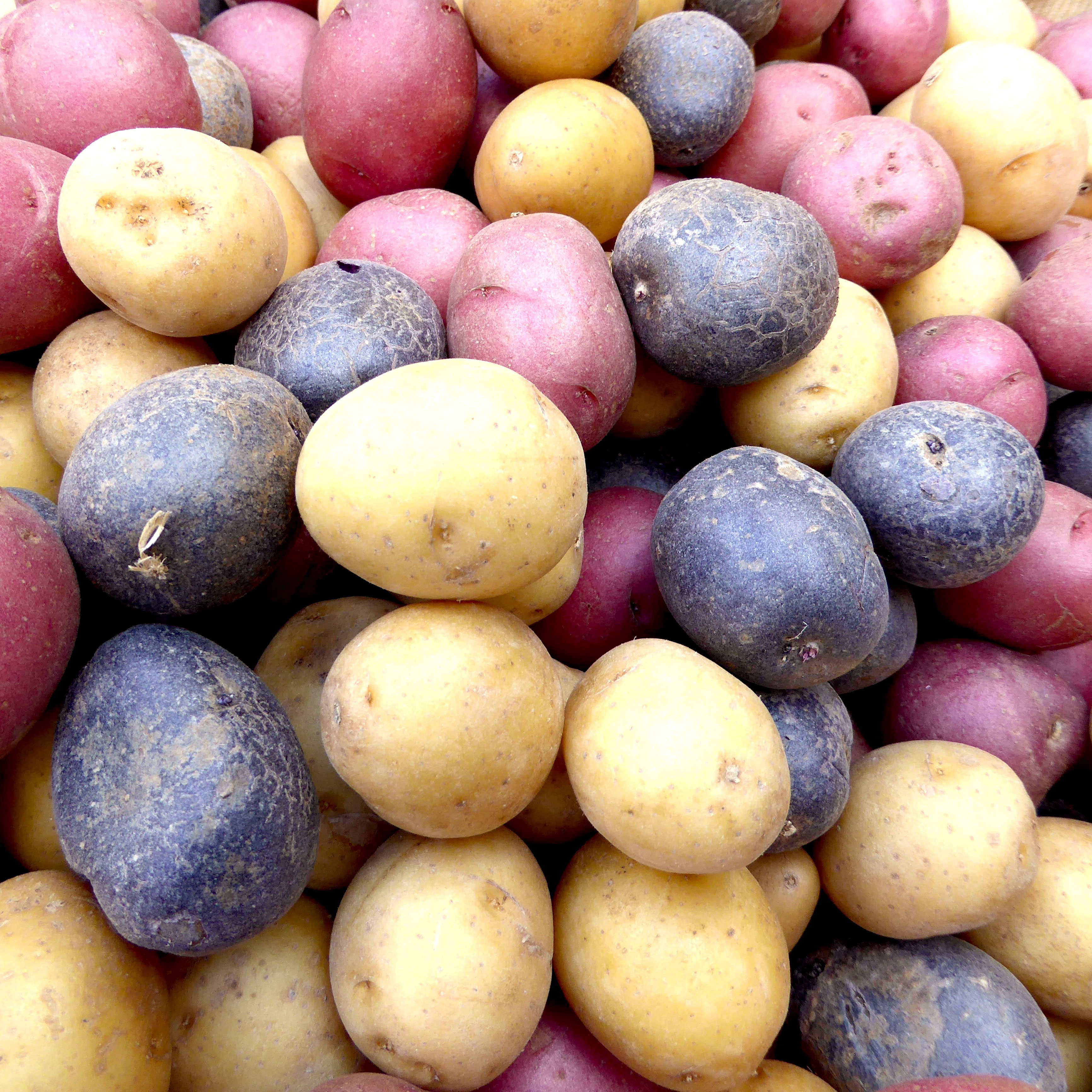 heirloom potatoes with mixed colors