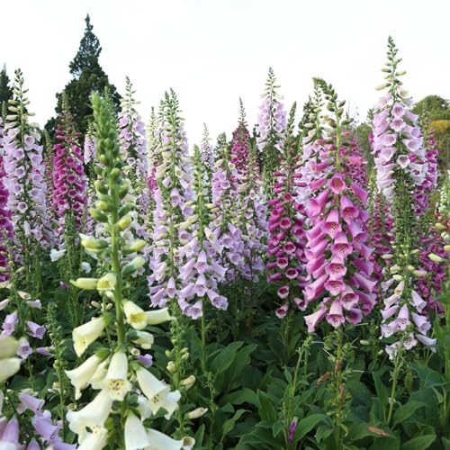 Clovers Garden Foxglove (digitalis Purpurea) Camelot Mix Plants &amp;ndash; Two (2) Live Plants &amp;ndash; Non-Gmo - Not Seeds - Each 4" to 8" Tall &amp;ndash; in 4" Inch Pots &amp;ndash; Tall Flowering Spikes, Hummingbird Favorite