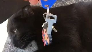 Black cat with keys