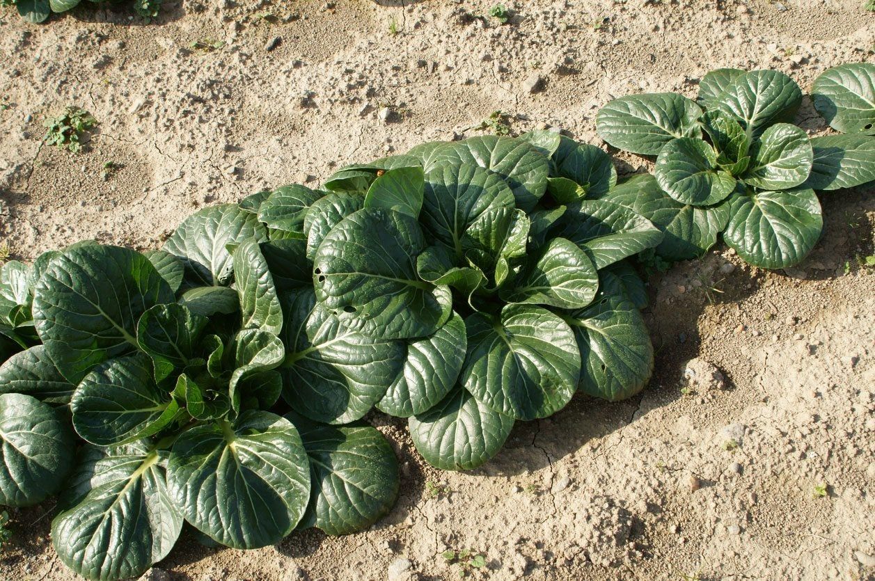 bok choy spacing