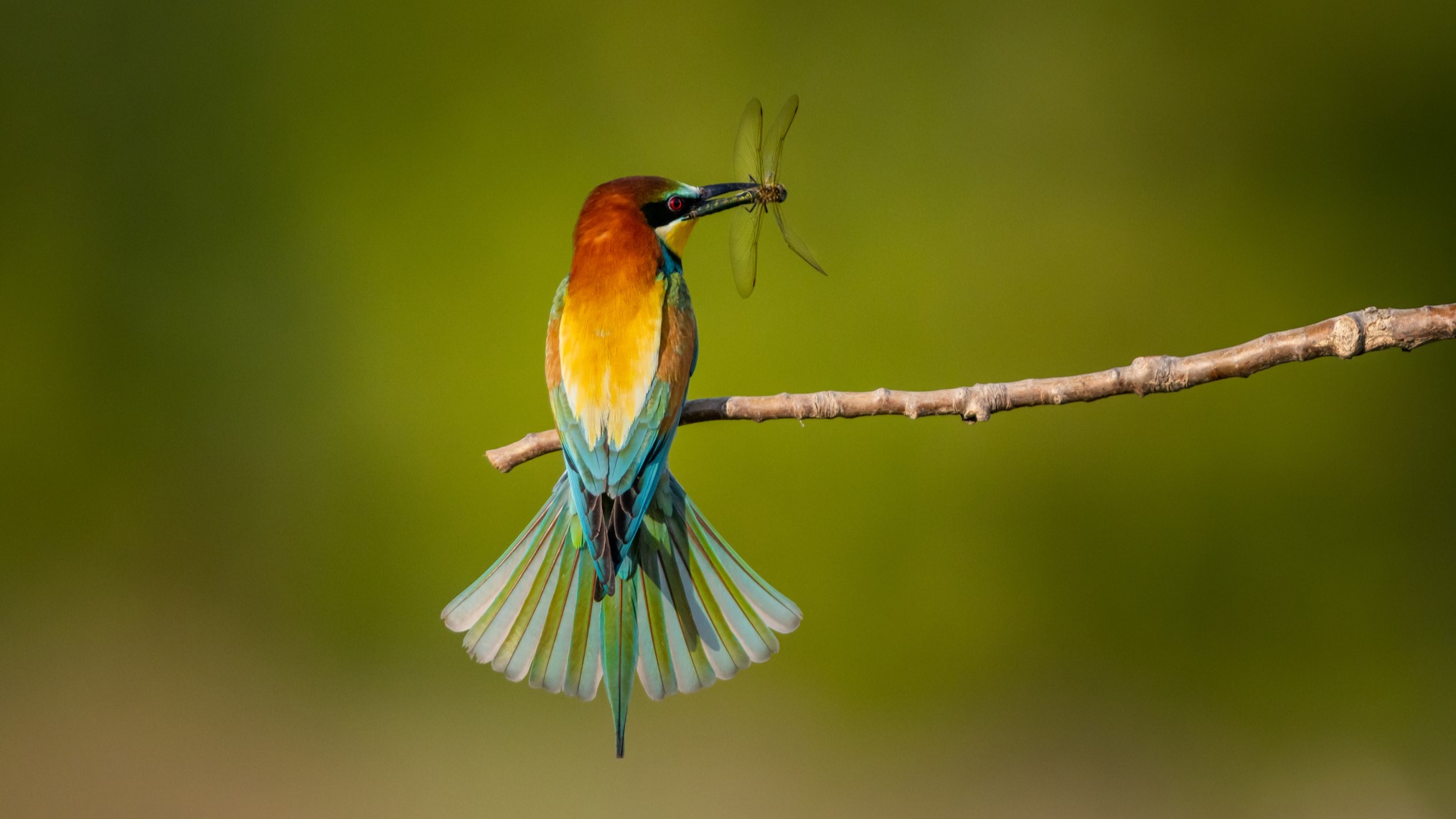 A European bee-eater sitting on a branch with a dragonfly in its beak.