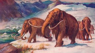 an illustration of a woolly mammoth from a 1907 book