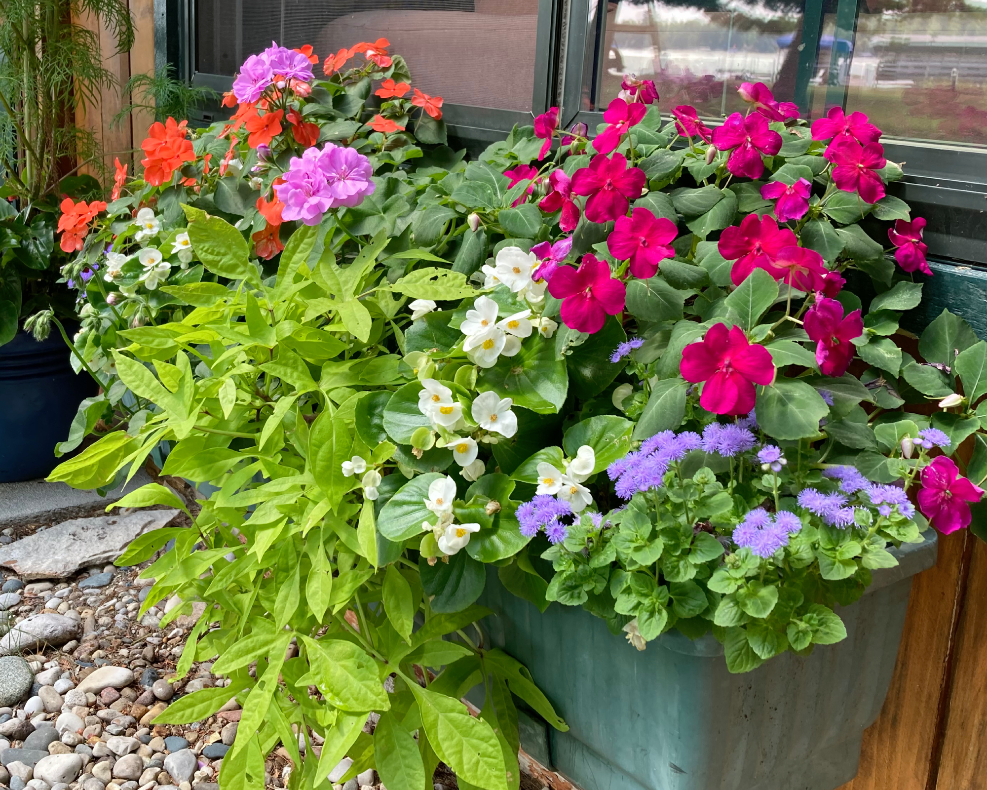 Annuals like impatiens, geraniums, ageratum, sweet potato vine, in a window box