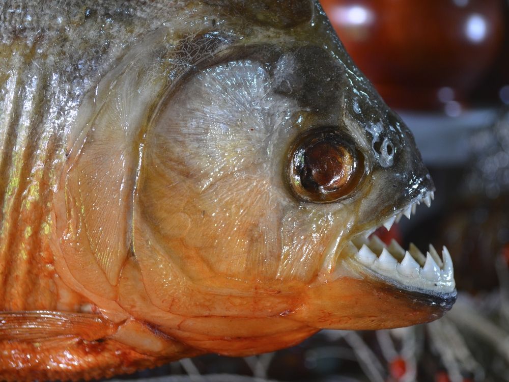 red-bellied piranha