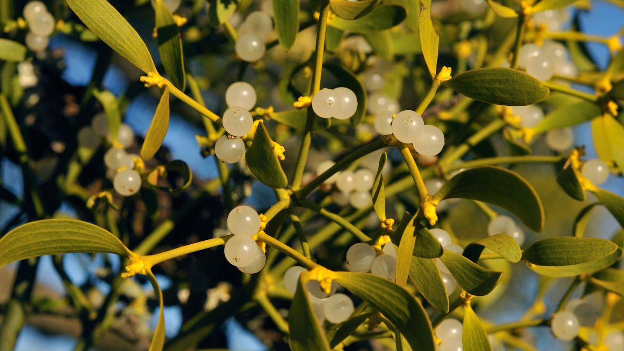 White mistletoe berries growing on a tree branch