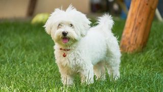 Maltese dog in park