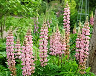 Pink lupine flowers growing in garden