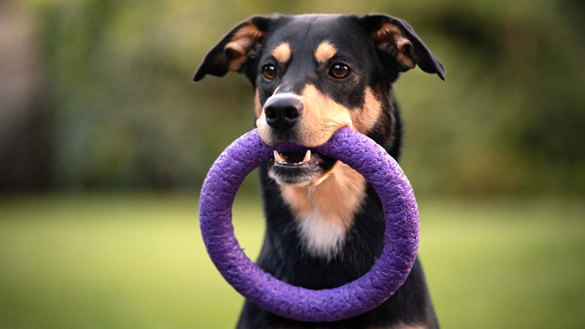 Dog holding toy in mouth outside