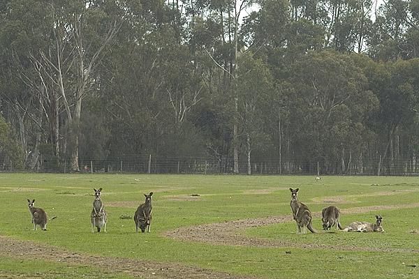 What's that Skippy, the 2009 GMHBA Tour of Geelong is on it's way, boy we can't miss this".