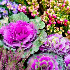 vibrant planting with ornamental kale, heather and asters in a fall container