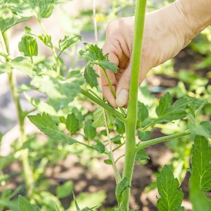 Gardener removes tomato sucker with fingers