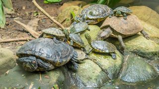 different sized turtles in pond