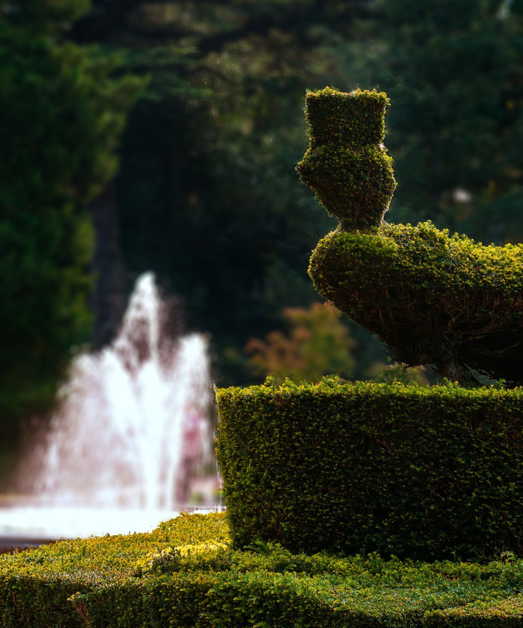 Topiary in the shape of a peacock