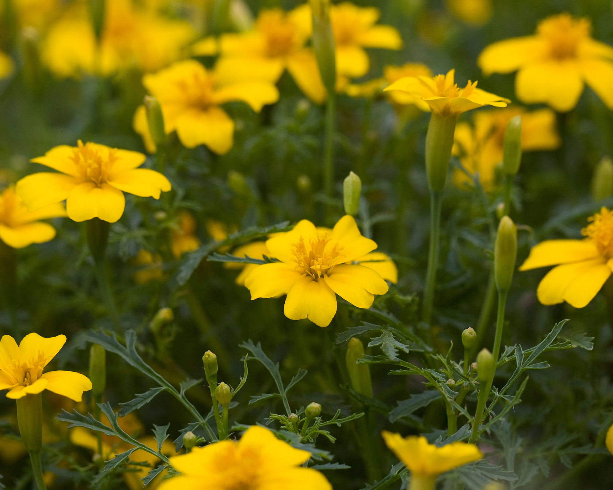Tagetes tenuifolia 'Lemon Gem'