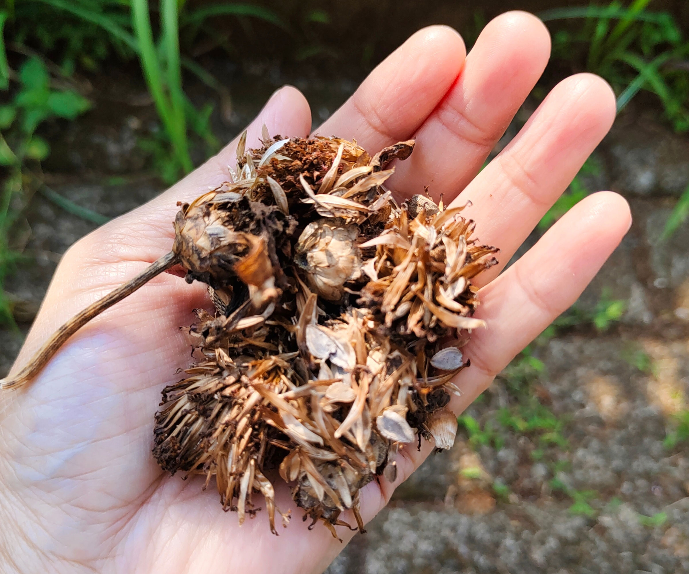 zinnia seeds and flower heads crushed in hand