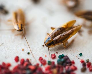 Cockroaches swarming to bait