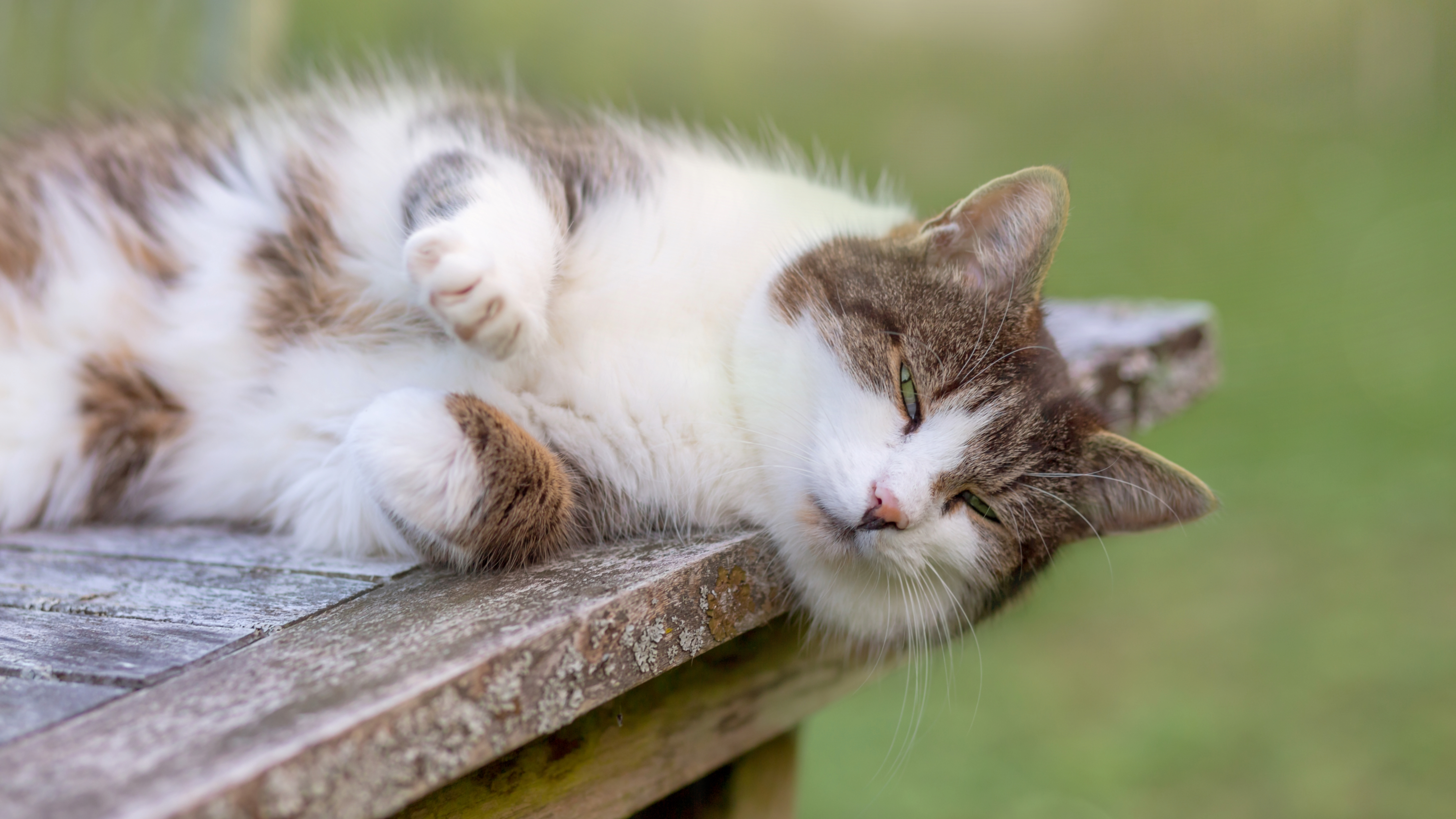 Cat lying down outside